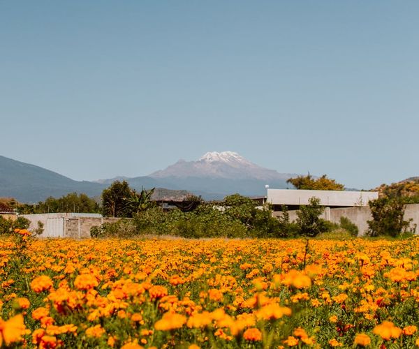 ML стратегия 2025